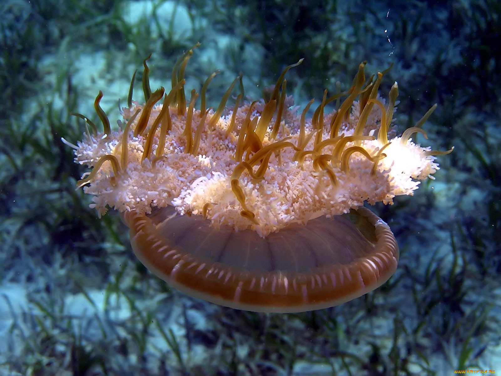 jellyfish, , 